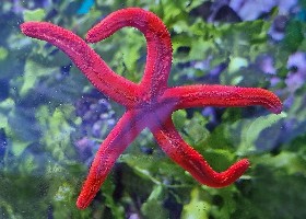 Mediterranean red Sea Star