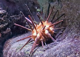 Long Spine Slate Pencil Urchin