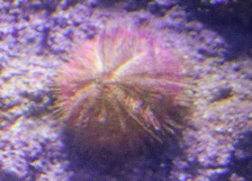 Two-toned Salmacis Urchin