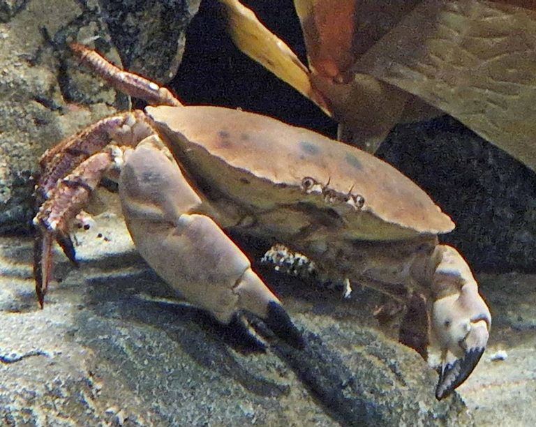 Brown Crab