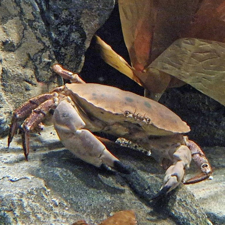 Edible Crab