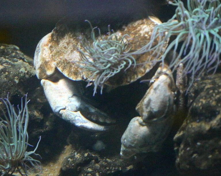 Brown Crab with snakelocks anemone