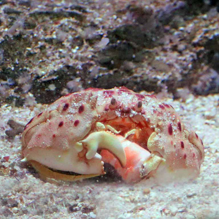 Red-spotted Shame-faced Crab