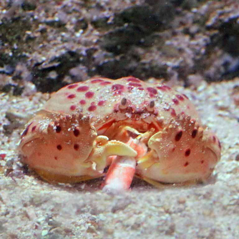 Red-spotted Shame-faced Crab