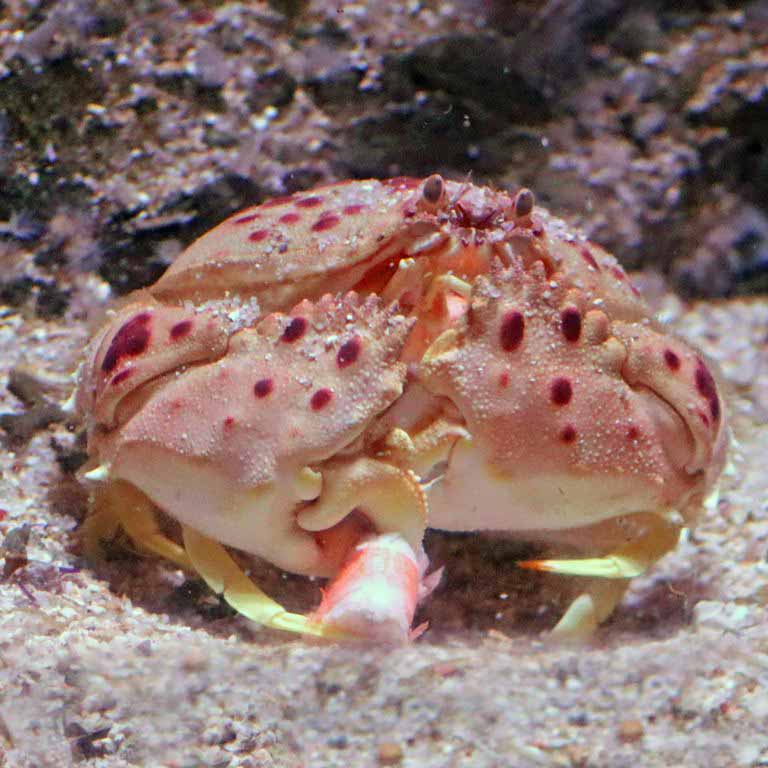 Red-spotted Shame-faced Crab