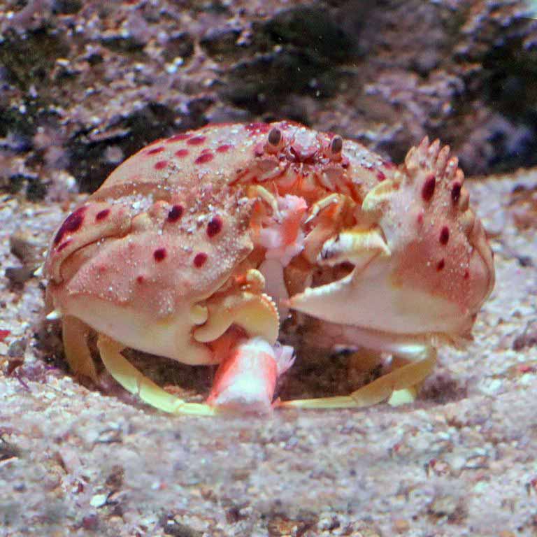 Red-spotted Shame-faced Crab