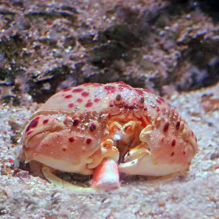 Red-spotted Shame-faced Crab