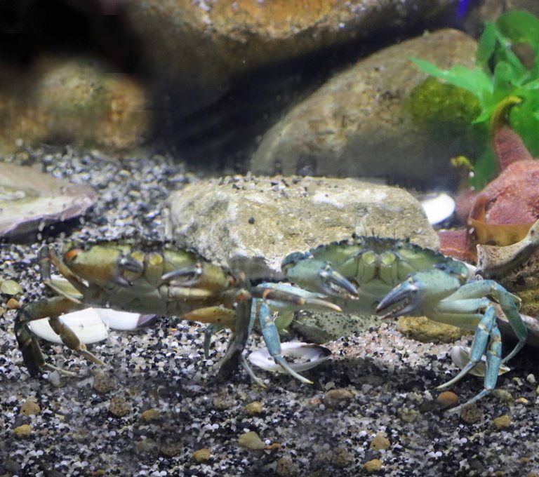 Green Shore Crab