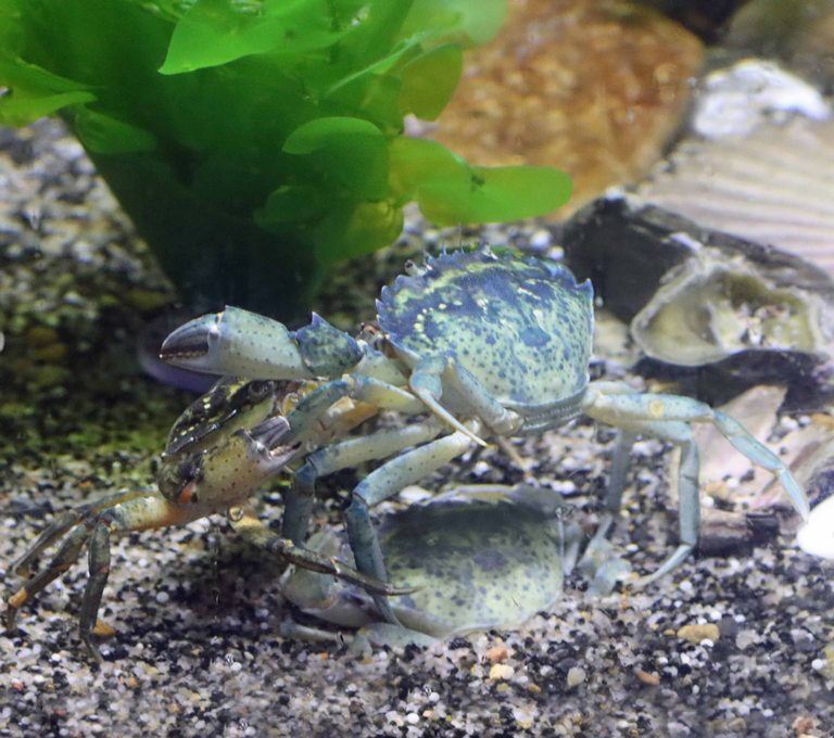 Green Shore Crab