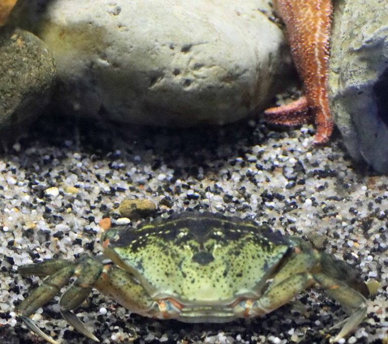 Green Shore Crab