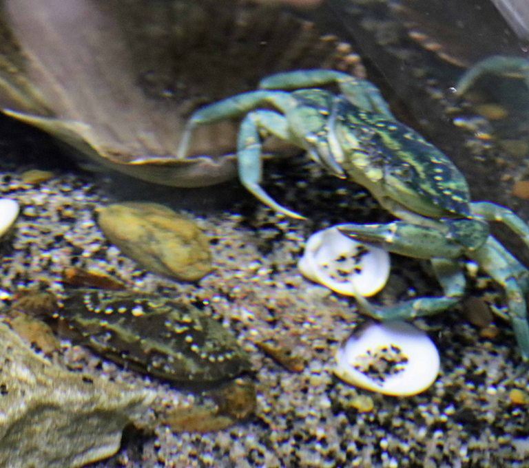 Green Shore Crab