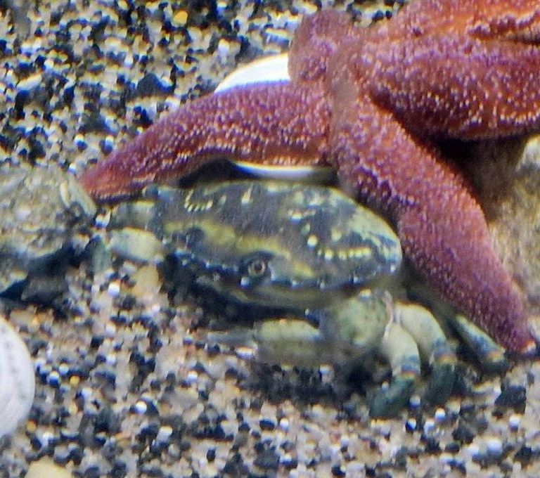 Green Shore Crab
