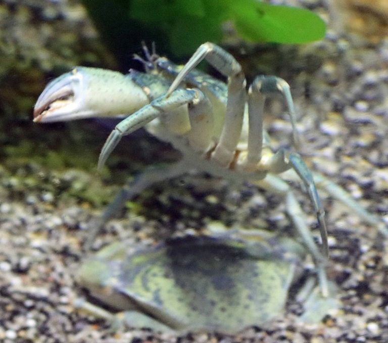 Green Shore Crab