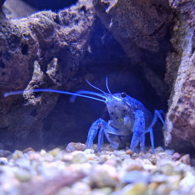 Florida Blue Crayfish