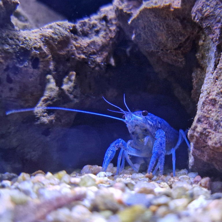 Florida Blue Crayfish