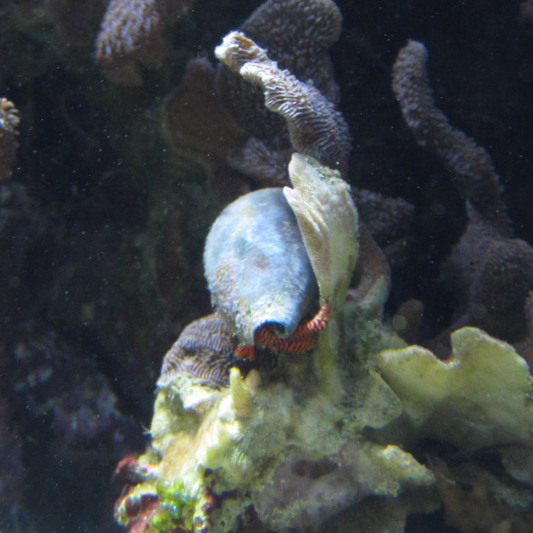 Halloween Hermit Crab