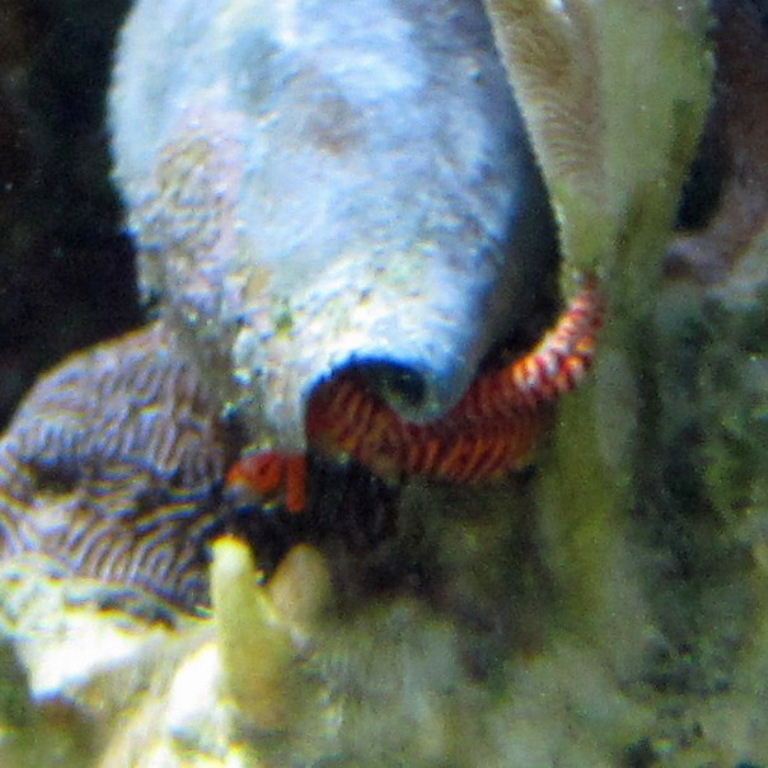 Halloween Hermit Crab