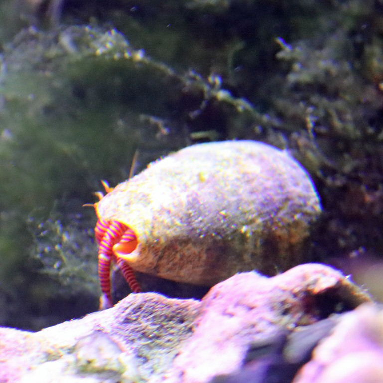 Halloween Hermit Crab