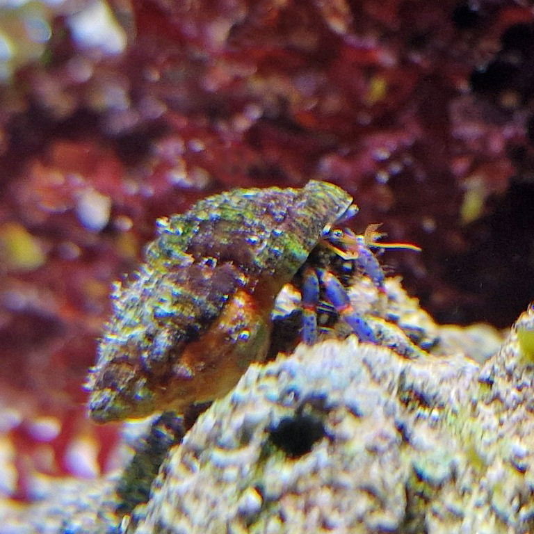 Blue-leg Hermit Crab