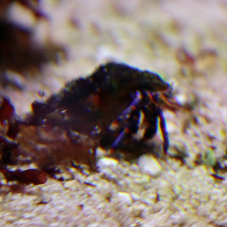 Blue-leg Hermit Crab