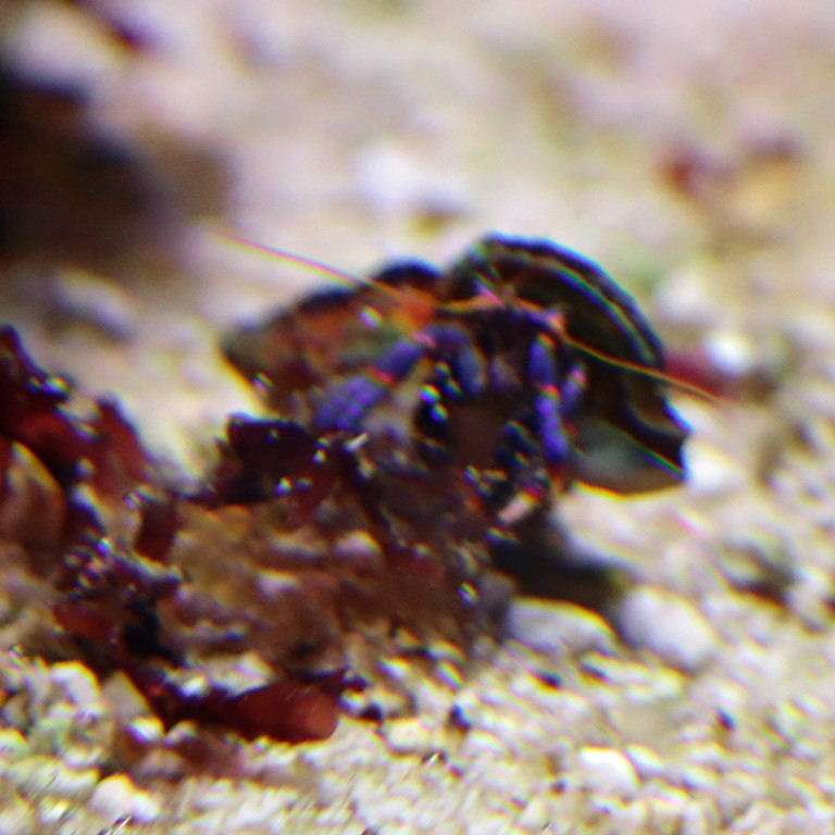 Blue-leg Hermit Crab