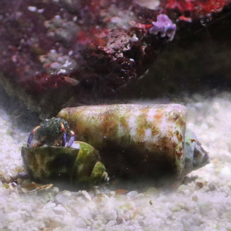 Blue-leg Hermit Crab with Cone Snail