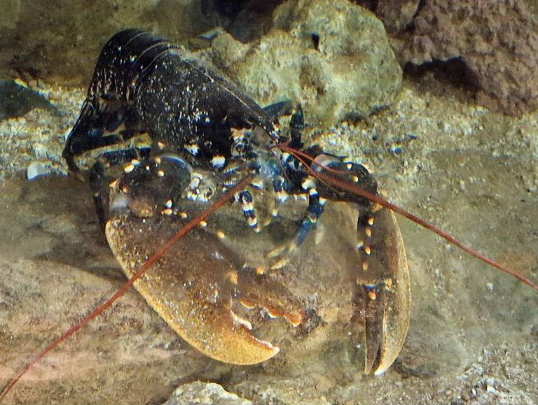 Common Lobster