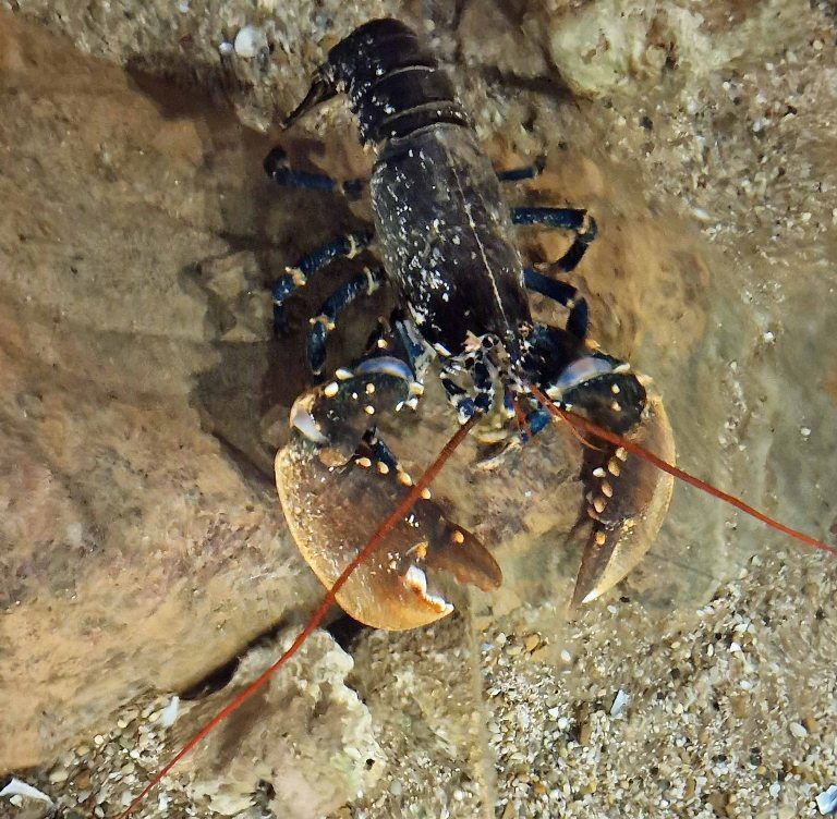 Common Lobster