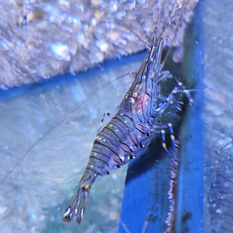 Common Prawn