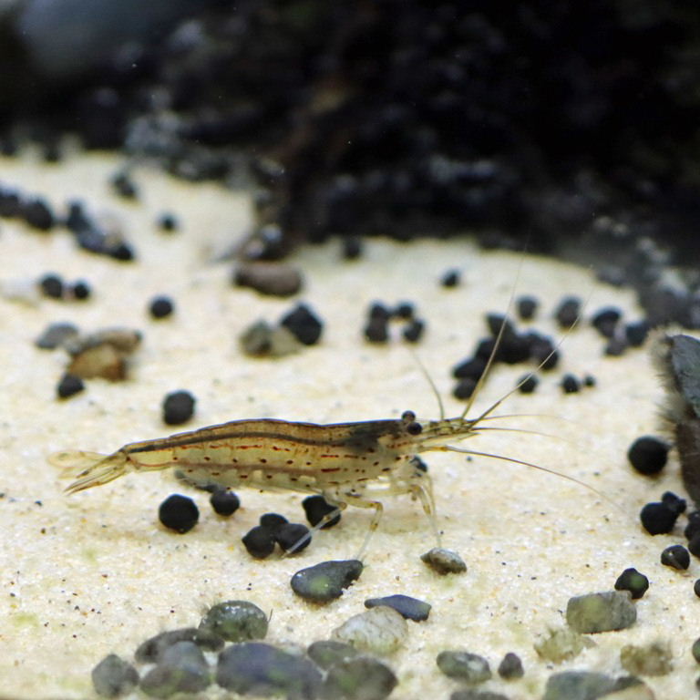 Amano Shrimp