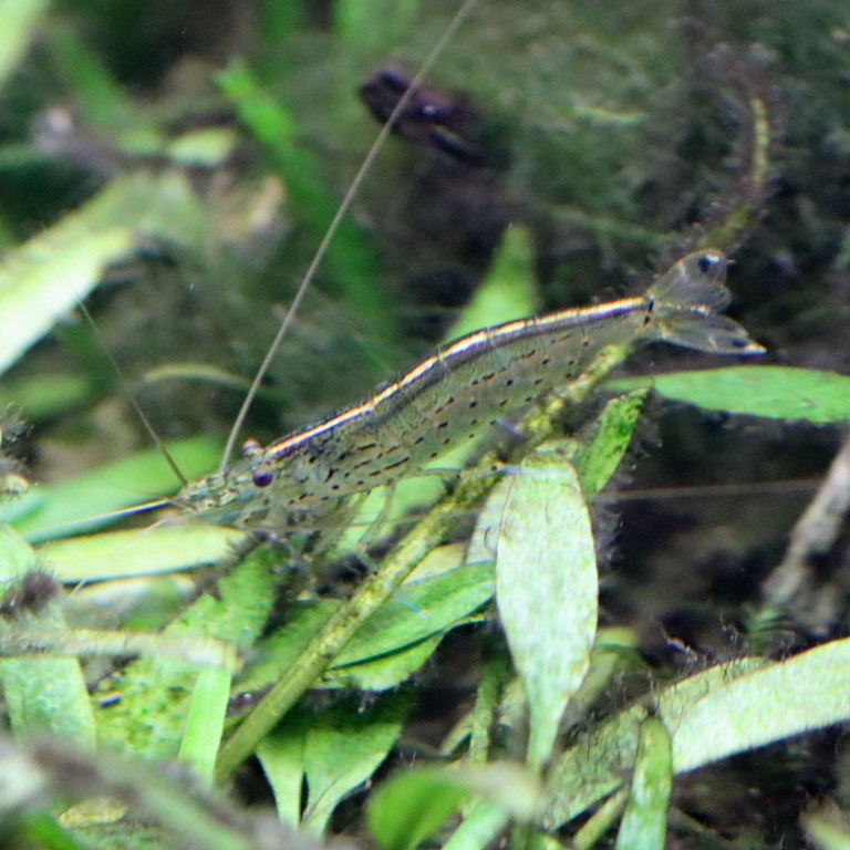 Amano Shrimp
