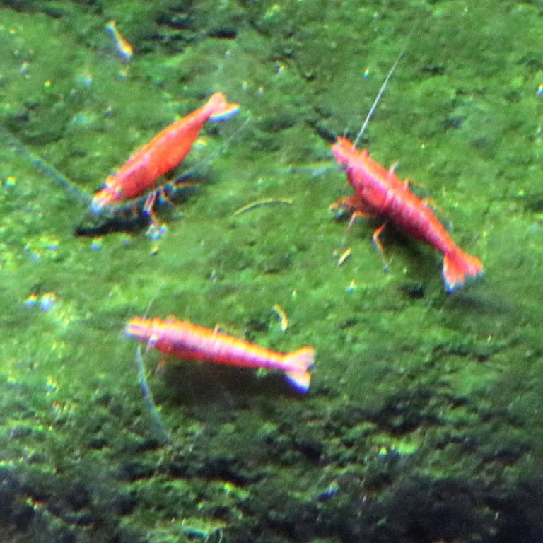 Cherry Shrimp