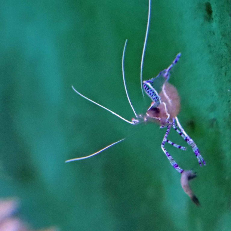 Pederson's Cleaner Shrimp