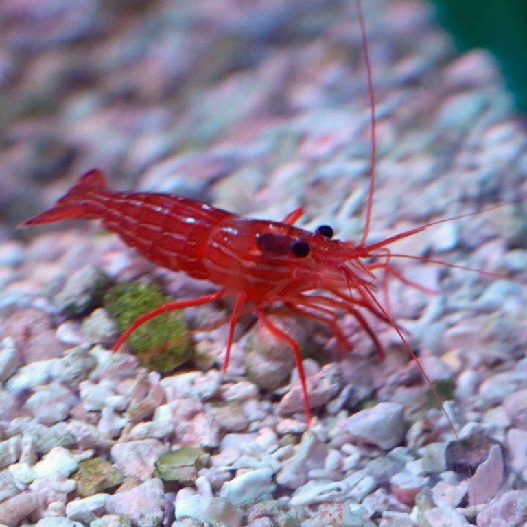 Peppermint Shrimp