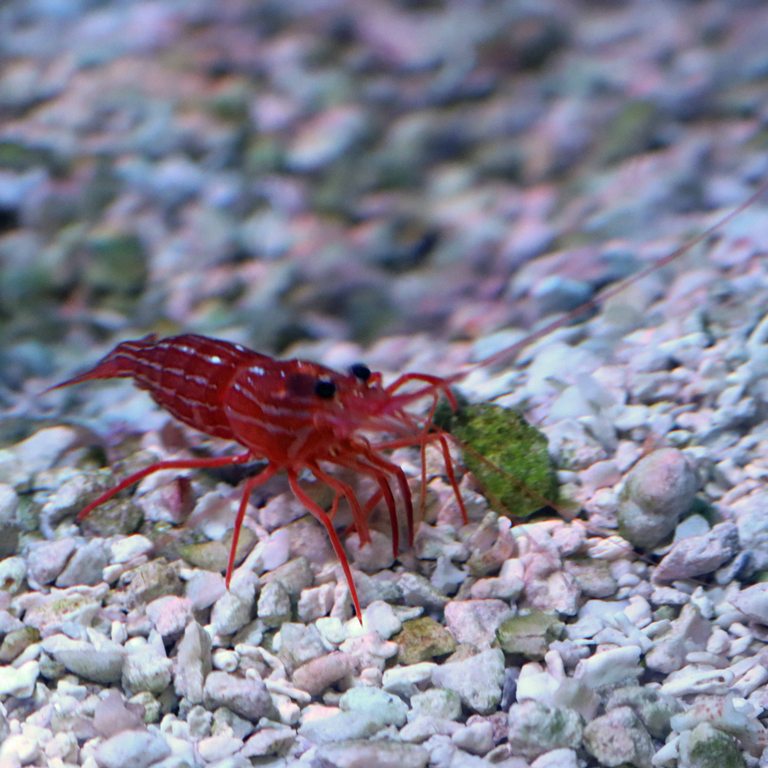 Peppermint Shrimp