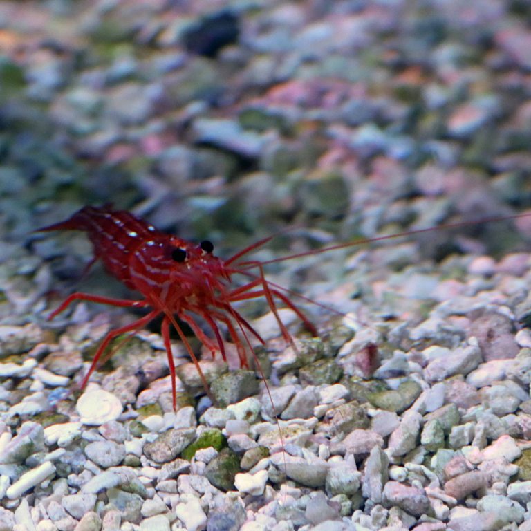 Peppermint Shrimp