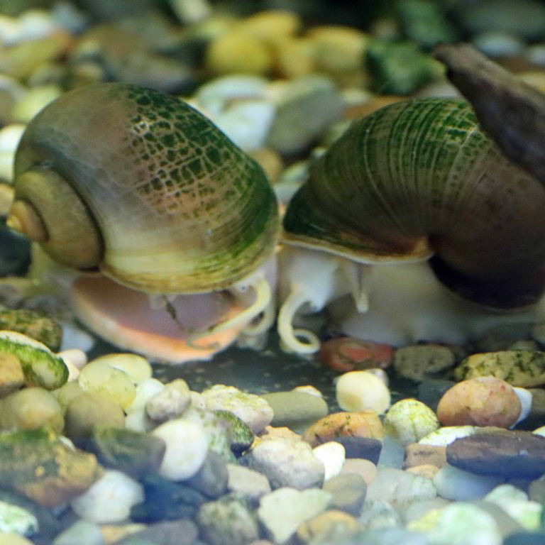 Golden Apple Snail