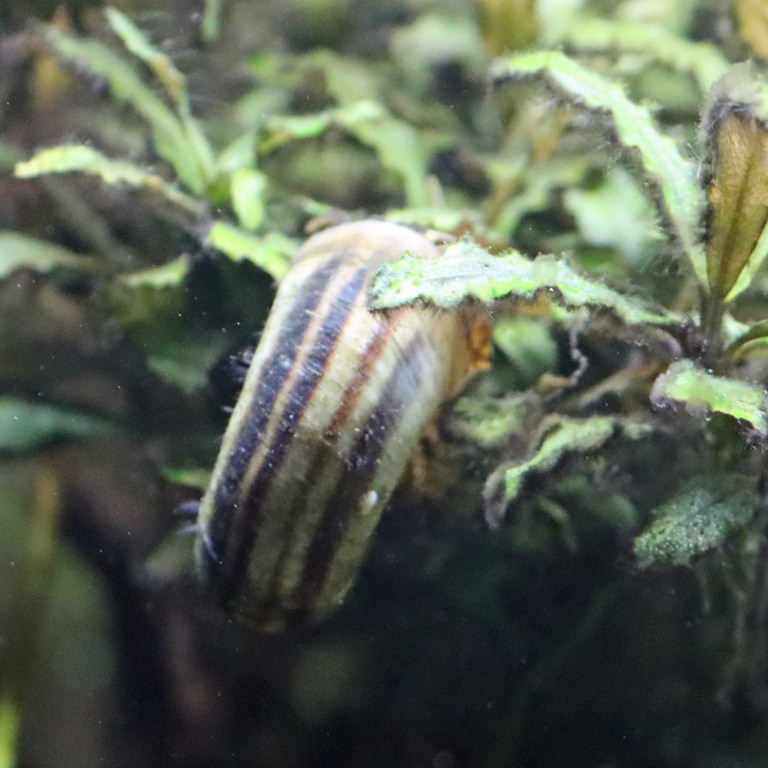 Colombian Giant Ramshorn Snail
