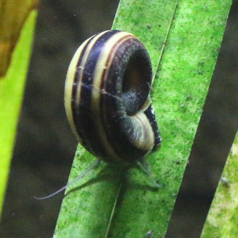 Colombian Giant Ramshorn Snail