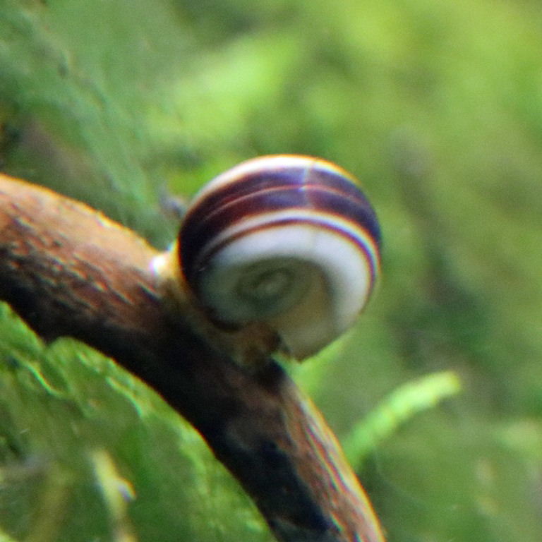Colombian Giant Ramshorn Snail