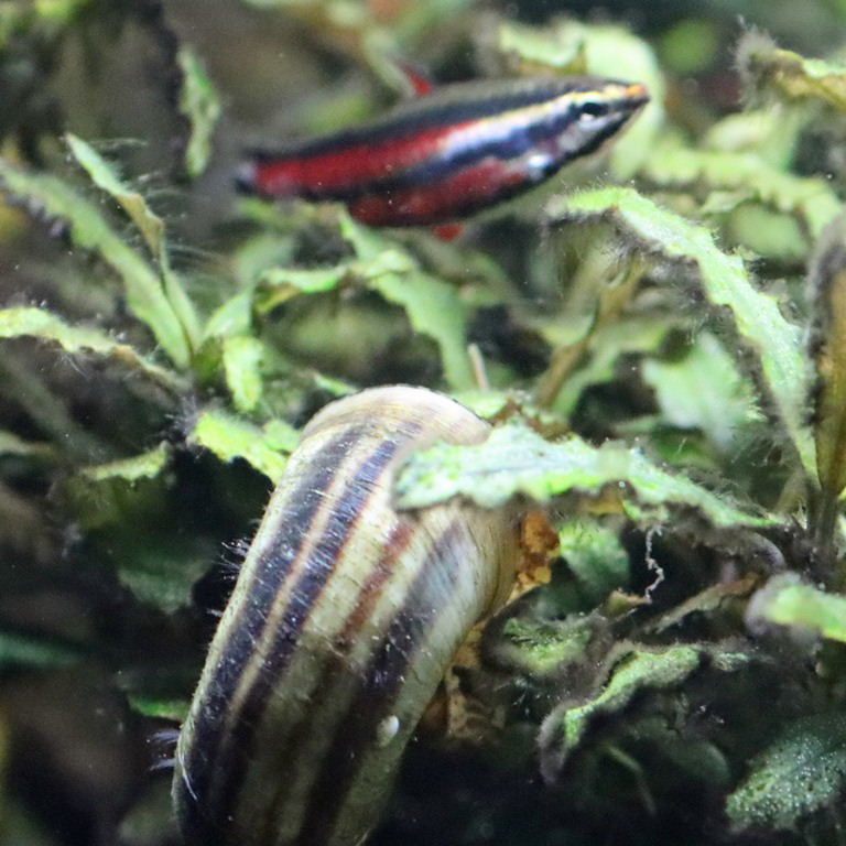 Colombian Giant Ramshorn Snail