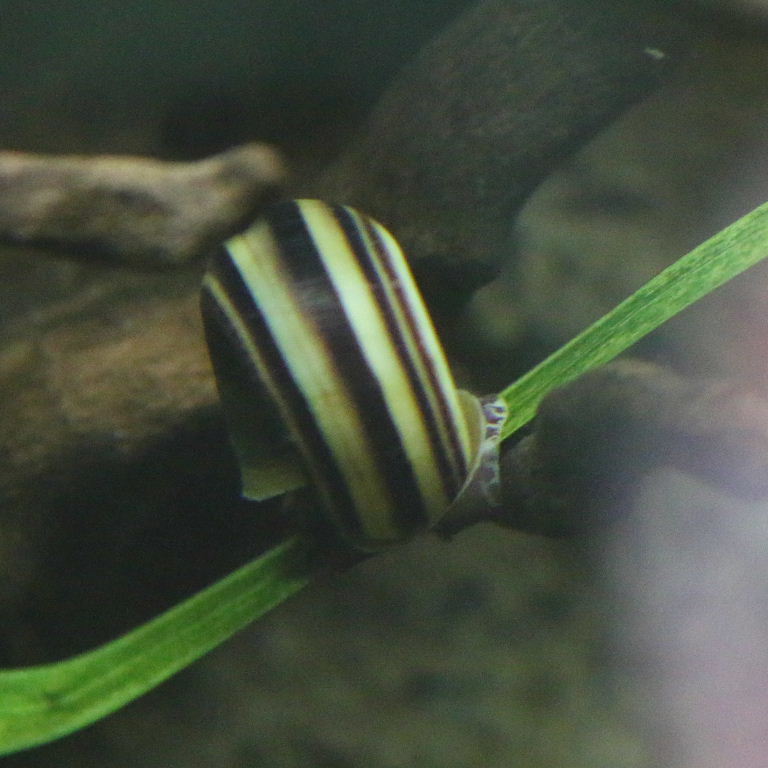 Colombian Giant Ramshorn Snail