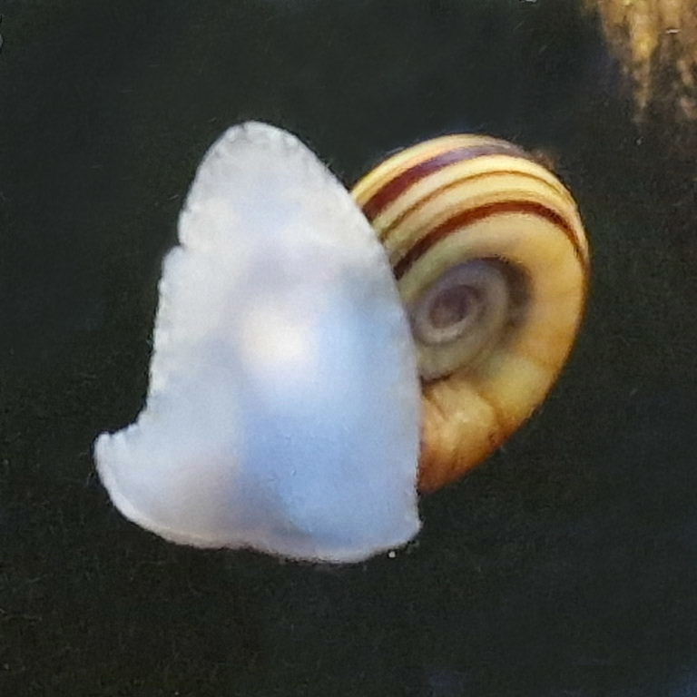 Colombian Giant Ramshorn Snail