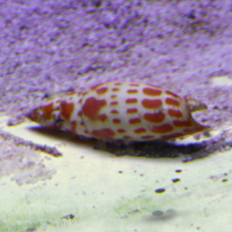 Episcopal Mitre Cone Snail