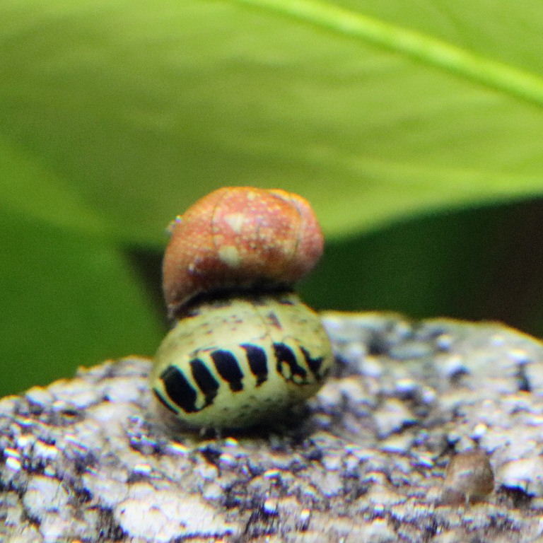 Red Pumpkin and Yellow Tiger Nerite Snails