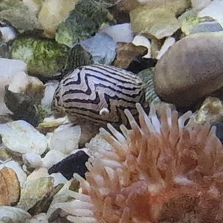 Zebra Nerite Snail