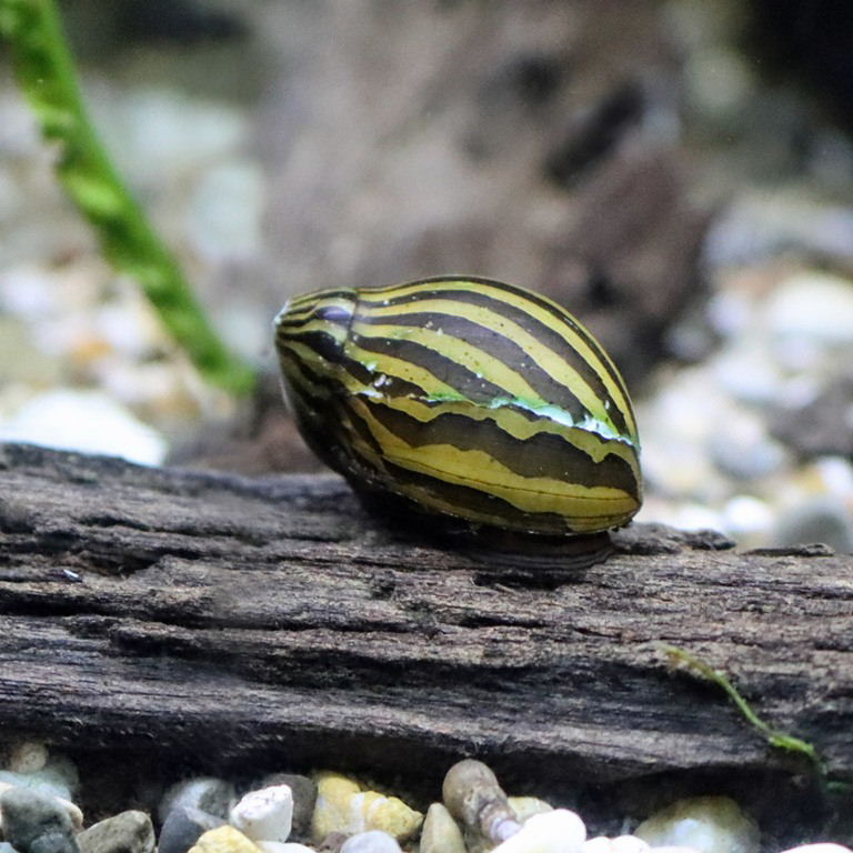 Zebra Nerite Snail
