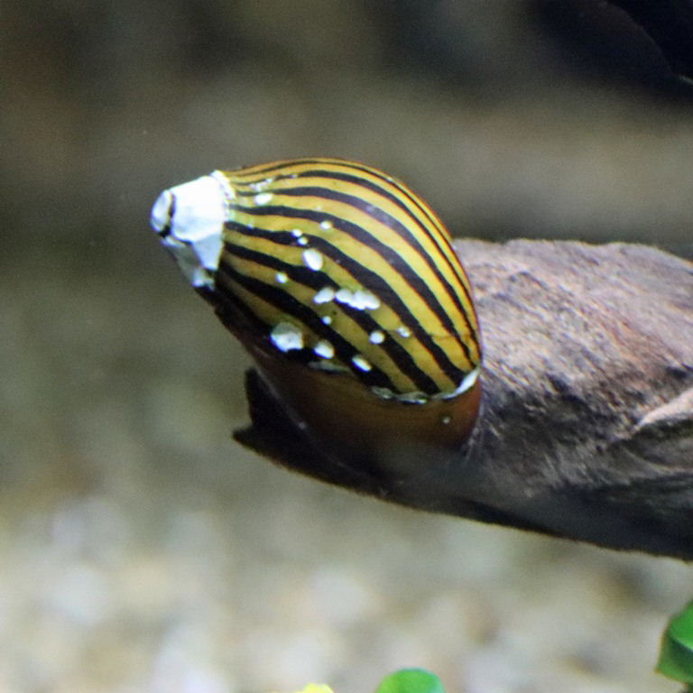 Zebra Nerite Snail