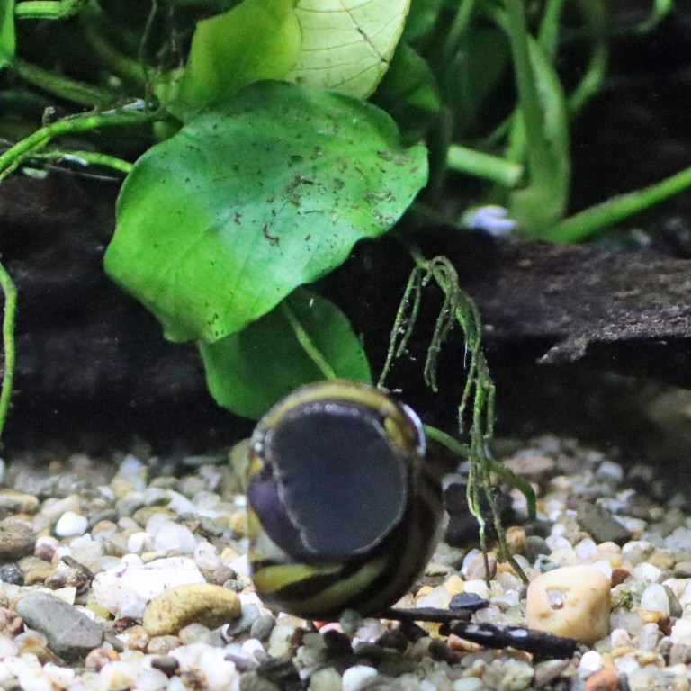 Zebra Nerite Snail