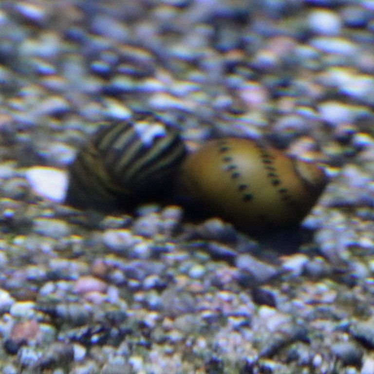 Zebra and Tiger Nerite Snail